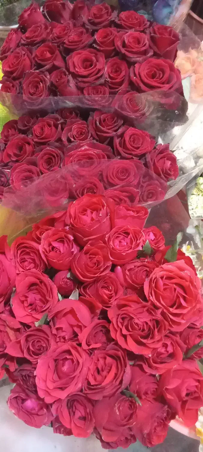 گل رز|گل و گیاه طبیعی|ارومیه, |دیوار