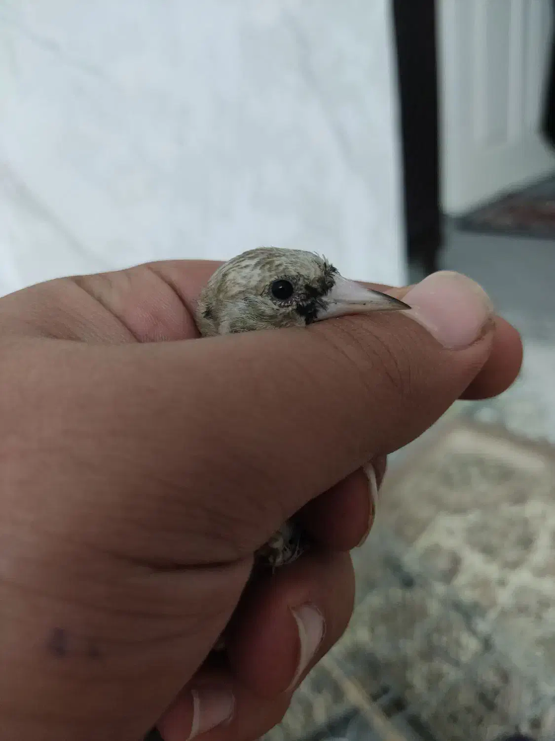 جوجه سهره نر|پرنده|اسلامشهر, مظفریه|دیوار