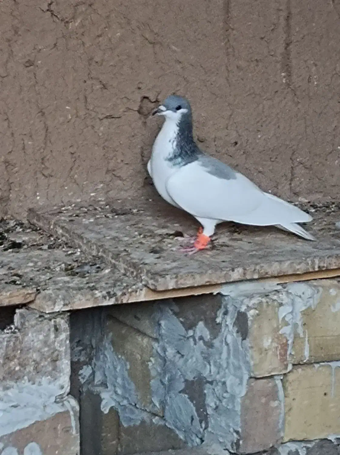 کبوتر شصتی کبود ماده|پرنده|اسفرورین, |دیوار