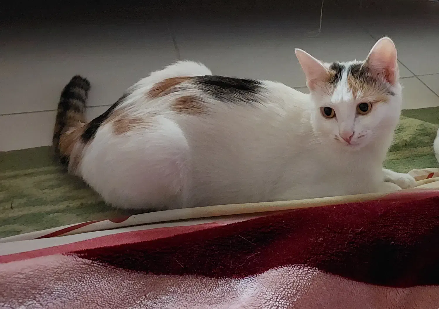 گربه گمشده|حیوانات|شیراز, کلاهدوز|دیوار