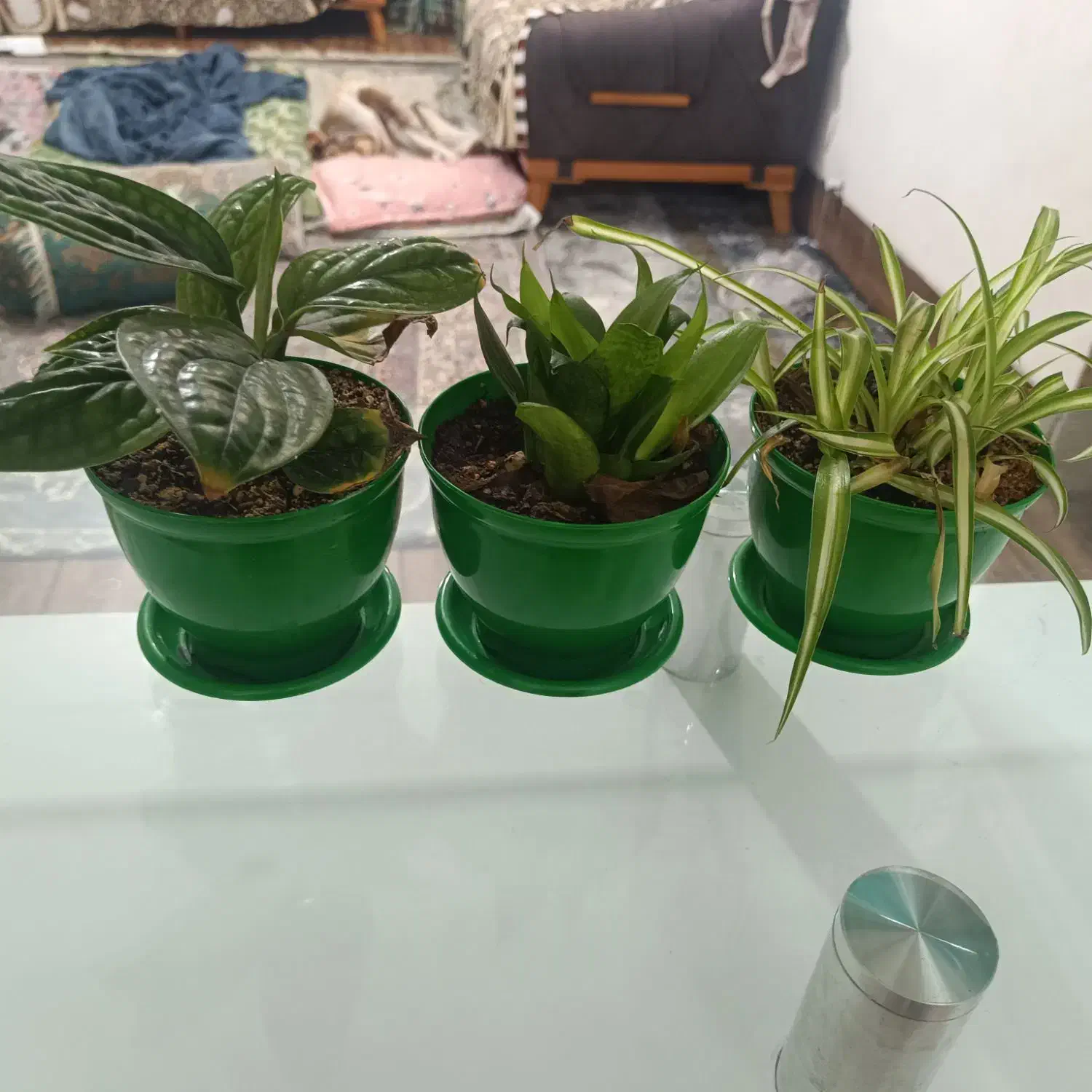 گل.|گل و گیاه طبیعی|مرودشت, مسجد رسول‎|دیوار