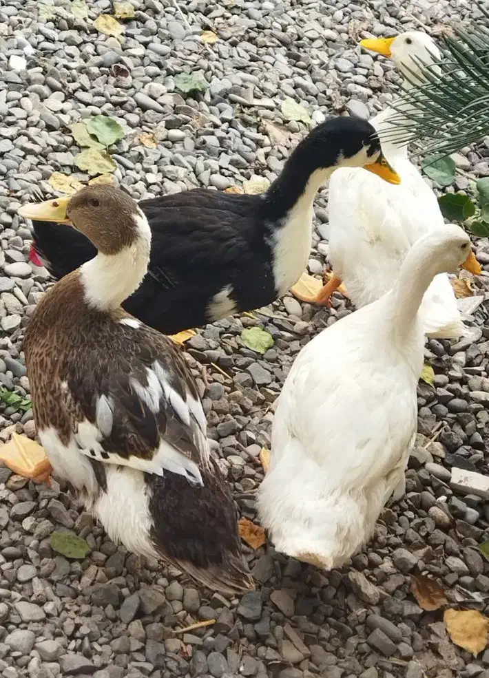 اردک|حیوانات مزرعه|رشت, کوی عرفان|دیوار