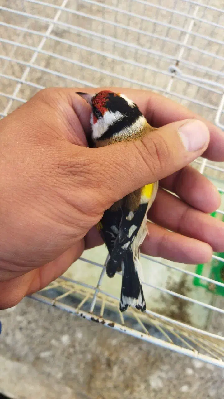 سهره چهارگل رسمی بروجرد|پرنده|مشهد, مشکینی (شهرک غرب)|دیوار