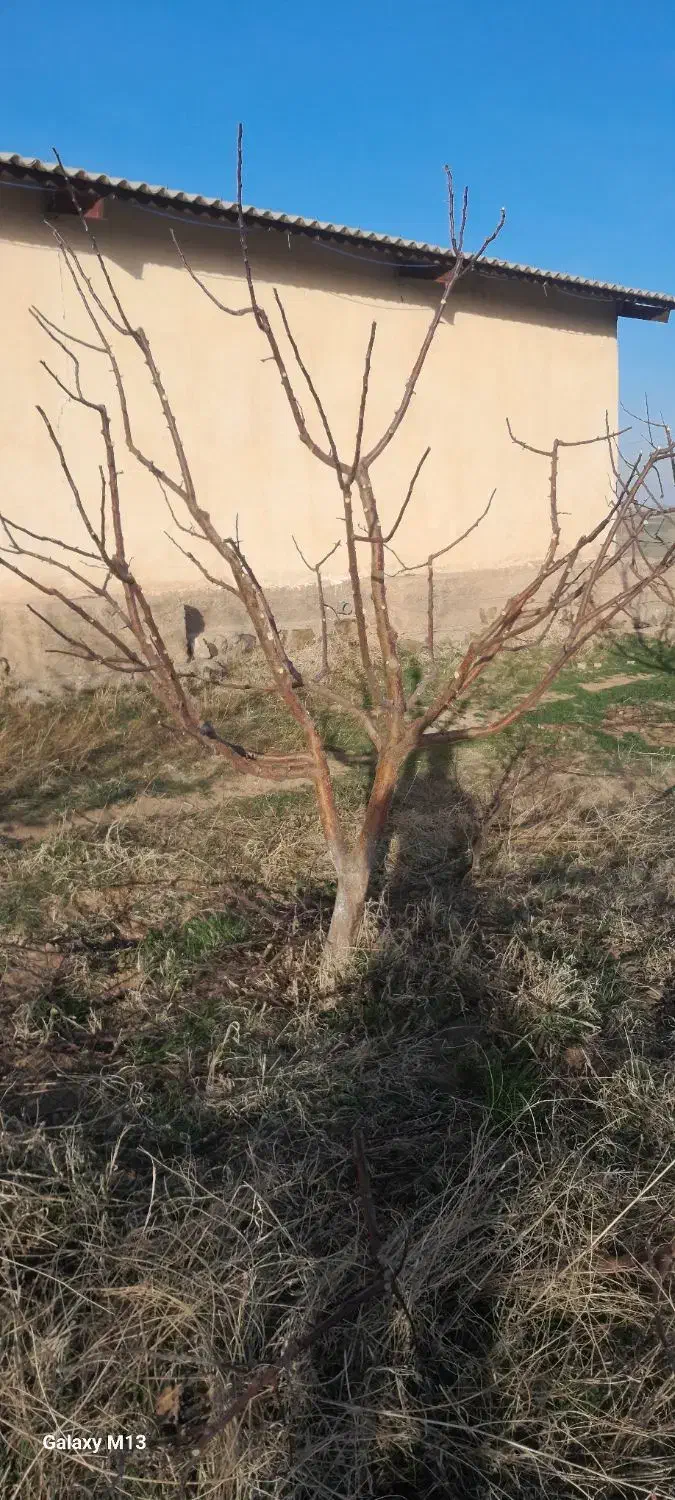 باغبانی و رسیدگی کلی|خدمات باغبانی و درختکاری|مراغه, |دیوار