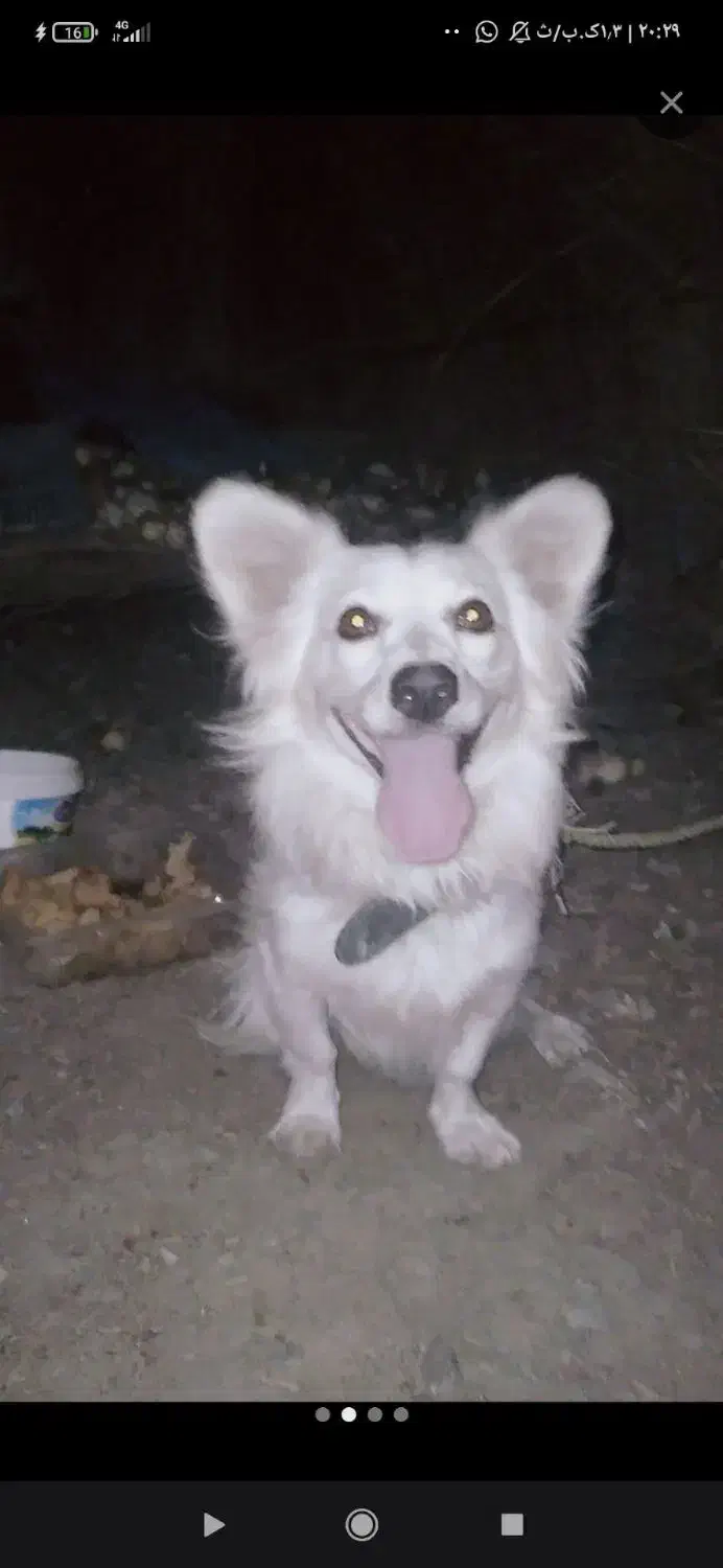 فروشی|سگ|جیرفت, |دیوار