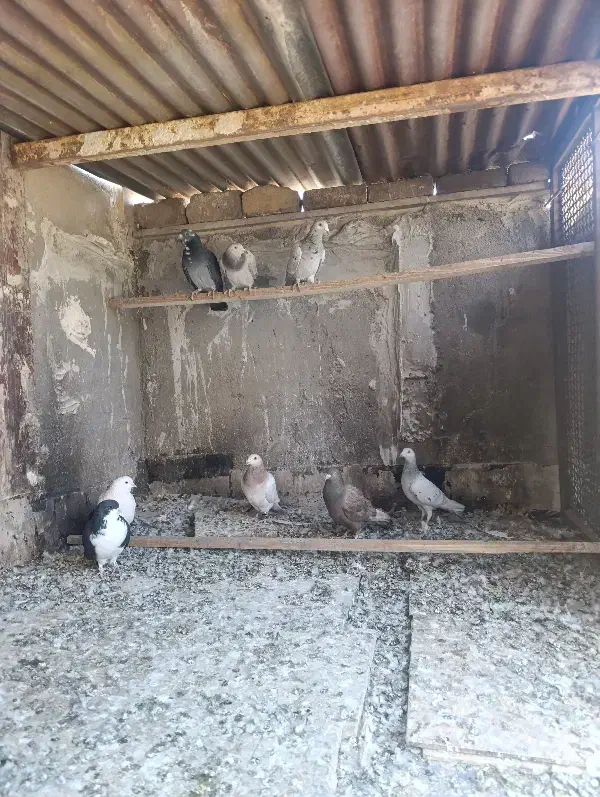 کبوتر|پرنده|اشتهارد, |دیوار