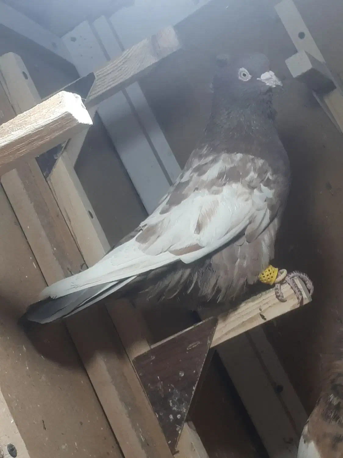 سینه طوق معاوضه|پرنده|مرودشت, ثبت احوال|دیوار