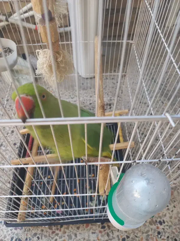 ملنگو|پرنده|اهواز, زرگان|دیوار