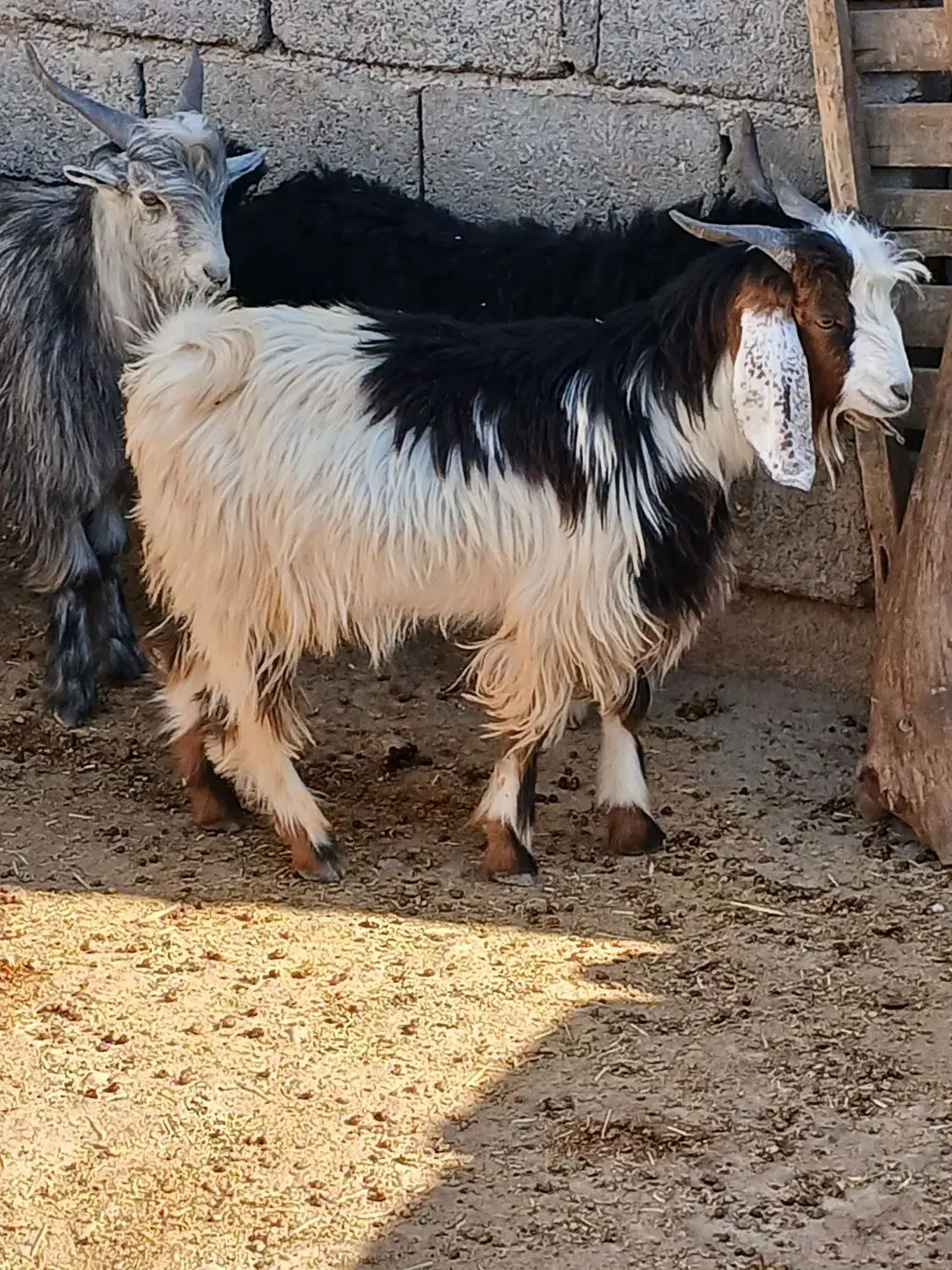 فروش۳راس بزغاله نرپروار|حیوانات مزرعه|دهلران, |دیوار