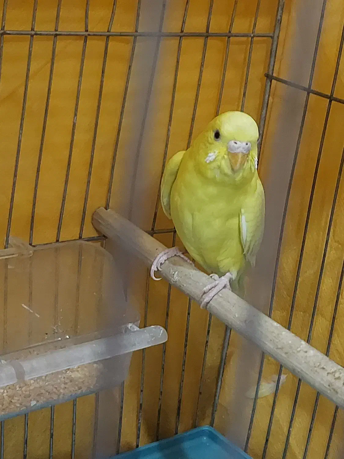 دوجفت مرغ عشق بالغ تخم گذار|پرنده|لنجان, |دیوار