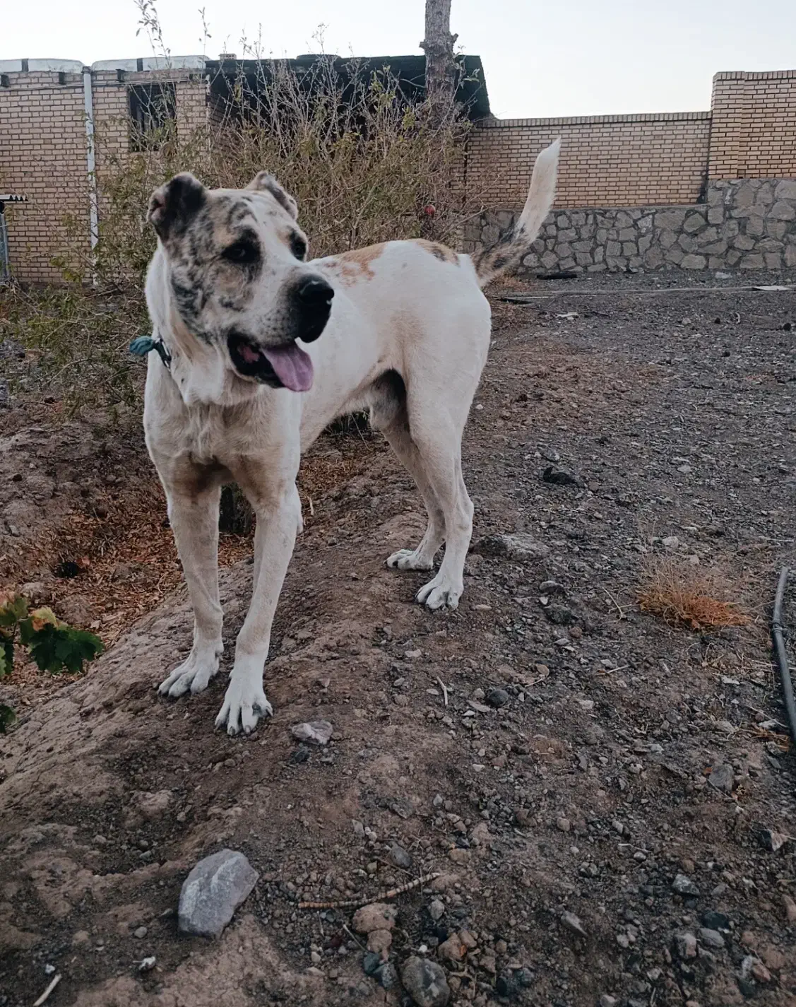 واگذاری افغان اصیل|سگ|سبزوار, قصبه غربی|دیوار