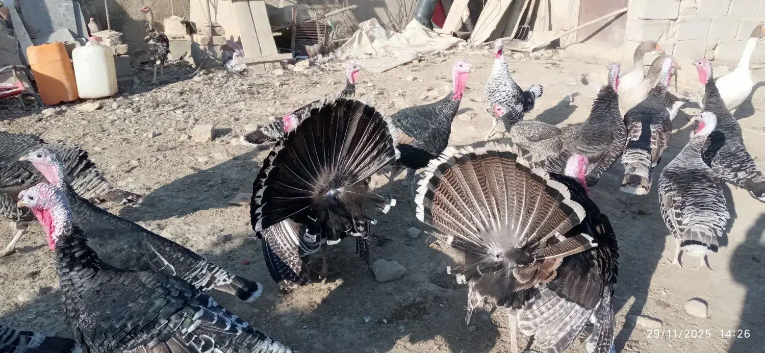 فروش بوقلمون|حیوانات مزرعه|زهک, |دیوار