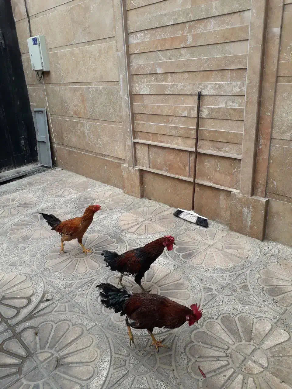 خروس لاری|حیوانات مزرعه|رباط‌کریم, رباط‌کریم|دیوار