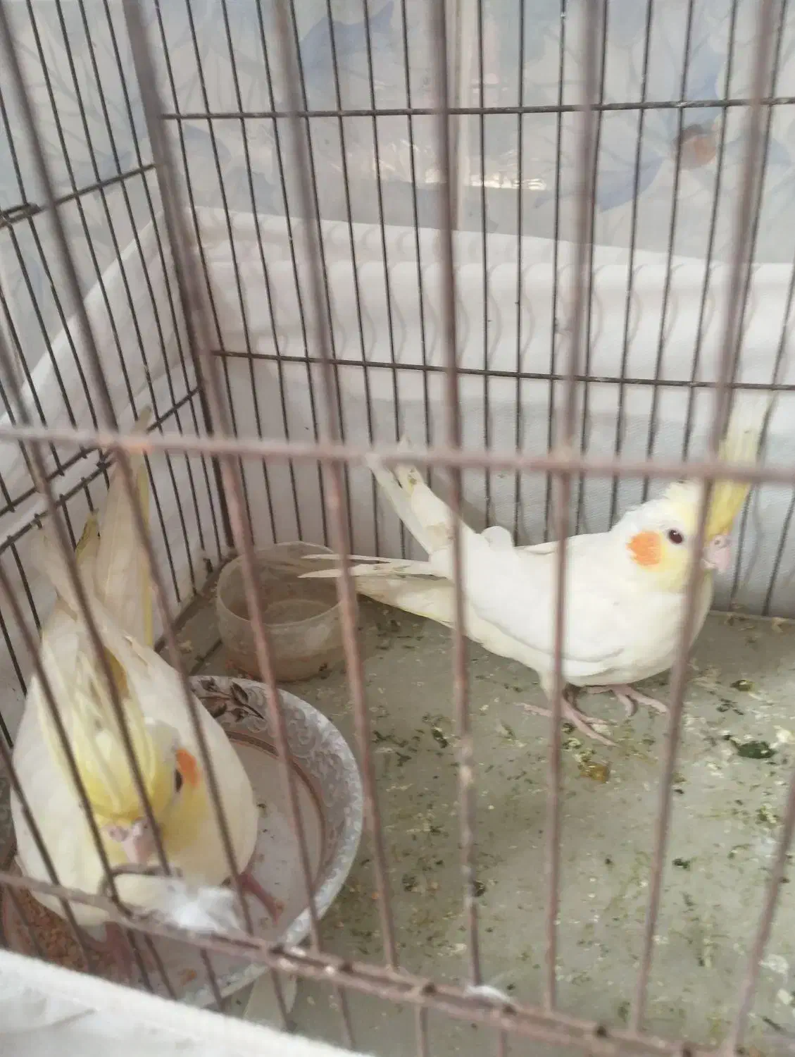 عروس ۴ماه|پرنده|زابل, |دیوار