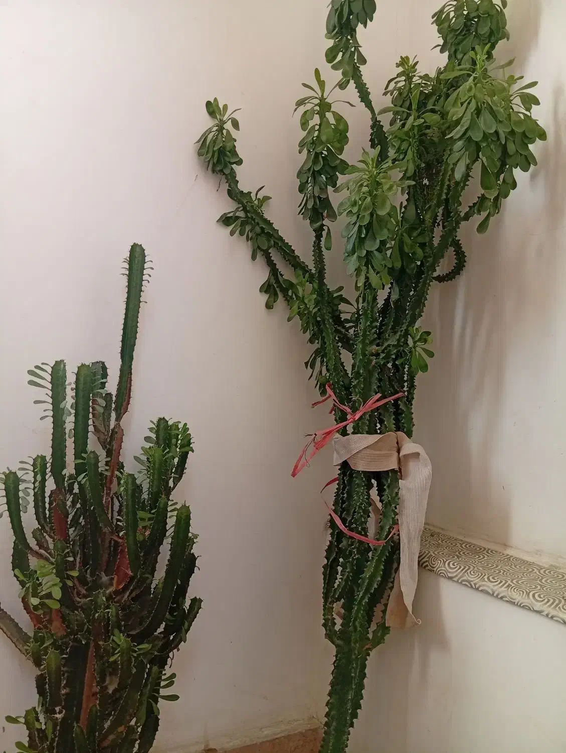 افوربیاپیچ۲متر|گل و گیاه طبیعی|بسطام, |دیوار