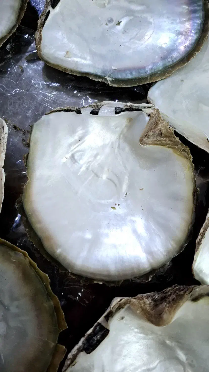 صدف براق|ماهی|اسفراین, |دیوار