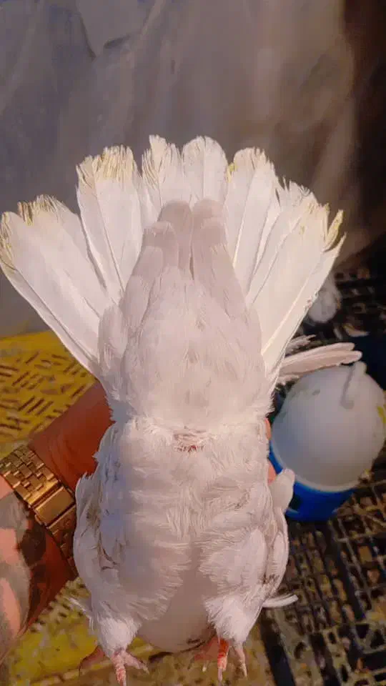 دم سفید|پرنده|شیراز, سلطان آباد|دیوار