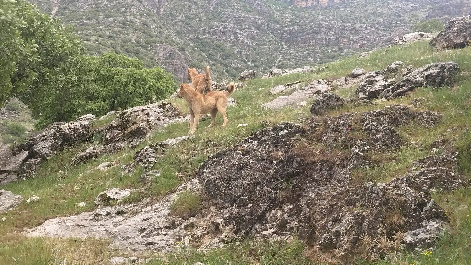 سگ نگهبان سرابی|سگ|کامیاران, |دیوار