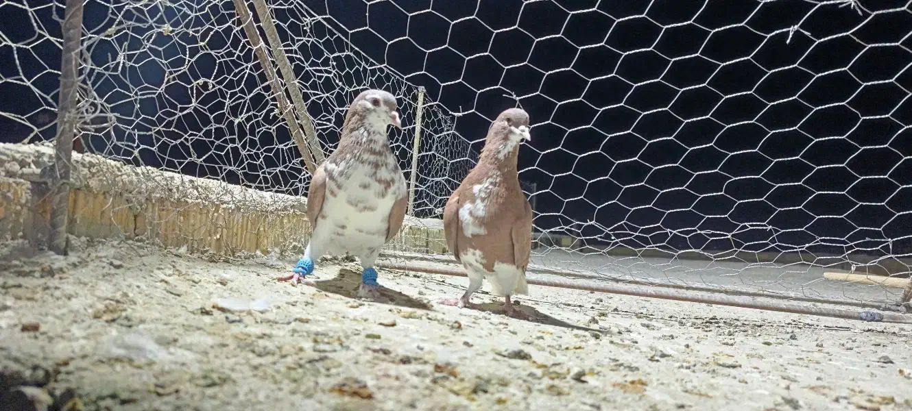 شهری نر هوایی|پرنده|شیراز, سعدیه شمالی|دیوار