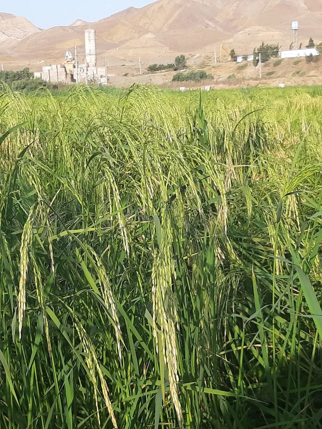 سردانه و نیم دانه هاشمی|خوردنی و آشامیدنی|اهر, |دیوار