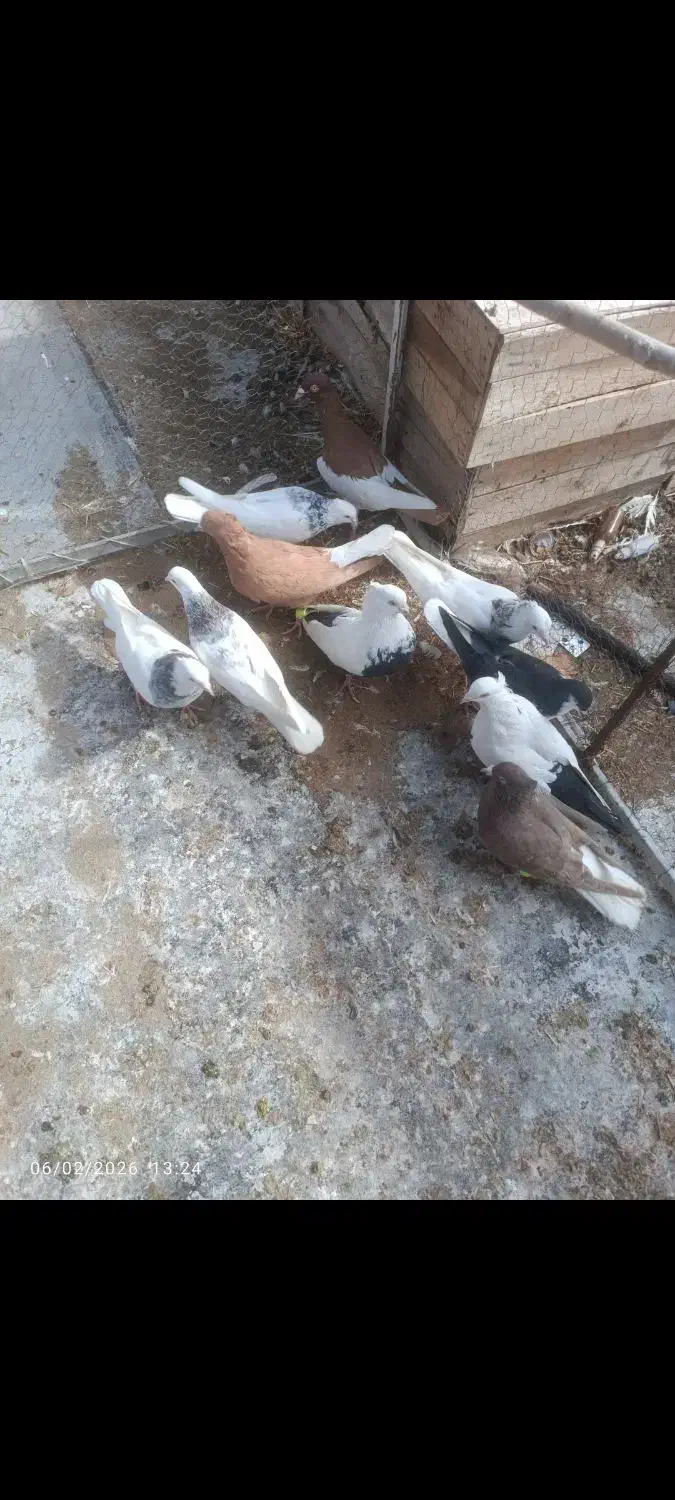 کفتر شهرستان|حراج|بروجرد, |دیوار