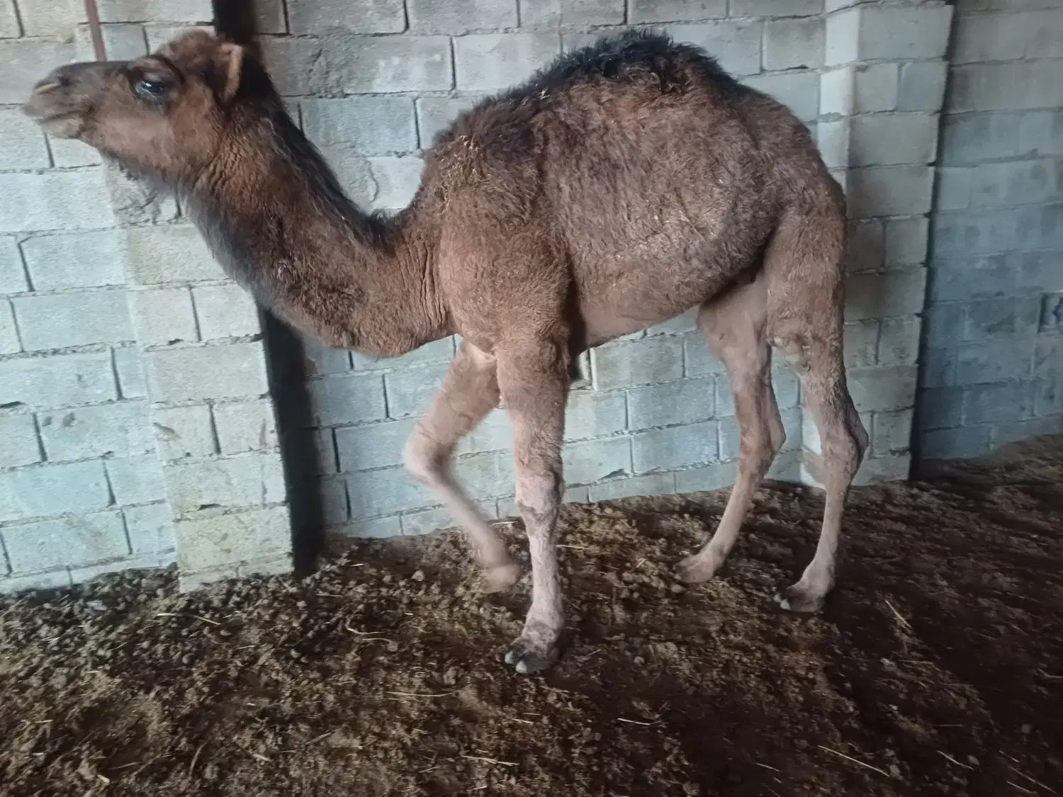 شتر چاق|حیوانات مزرعه|سیمین شهر, |دیوار