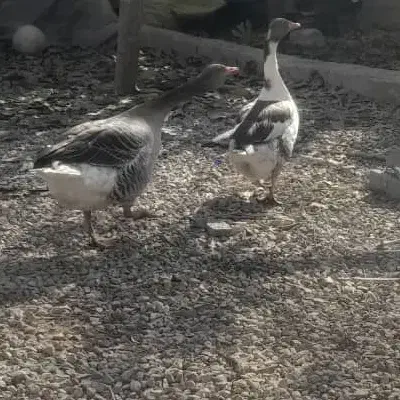 غاز  نر و ماده|حیوانات مزرعه|یاسوج, |دیوار