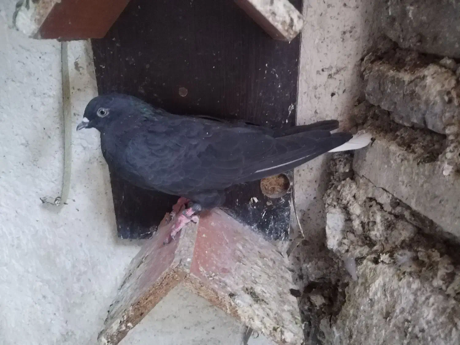 11 کفتر|پرنده|کرج, حصار|دیوار