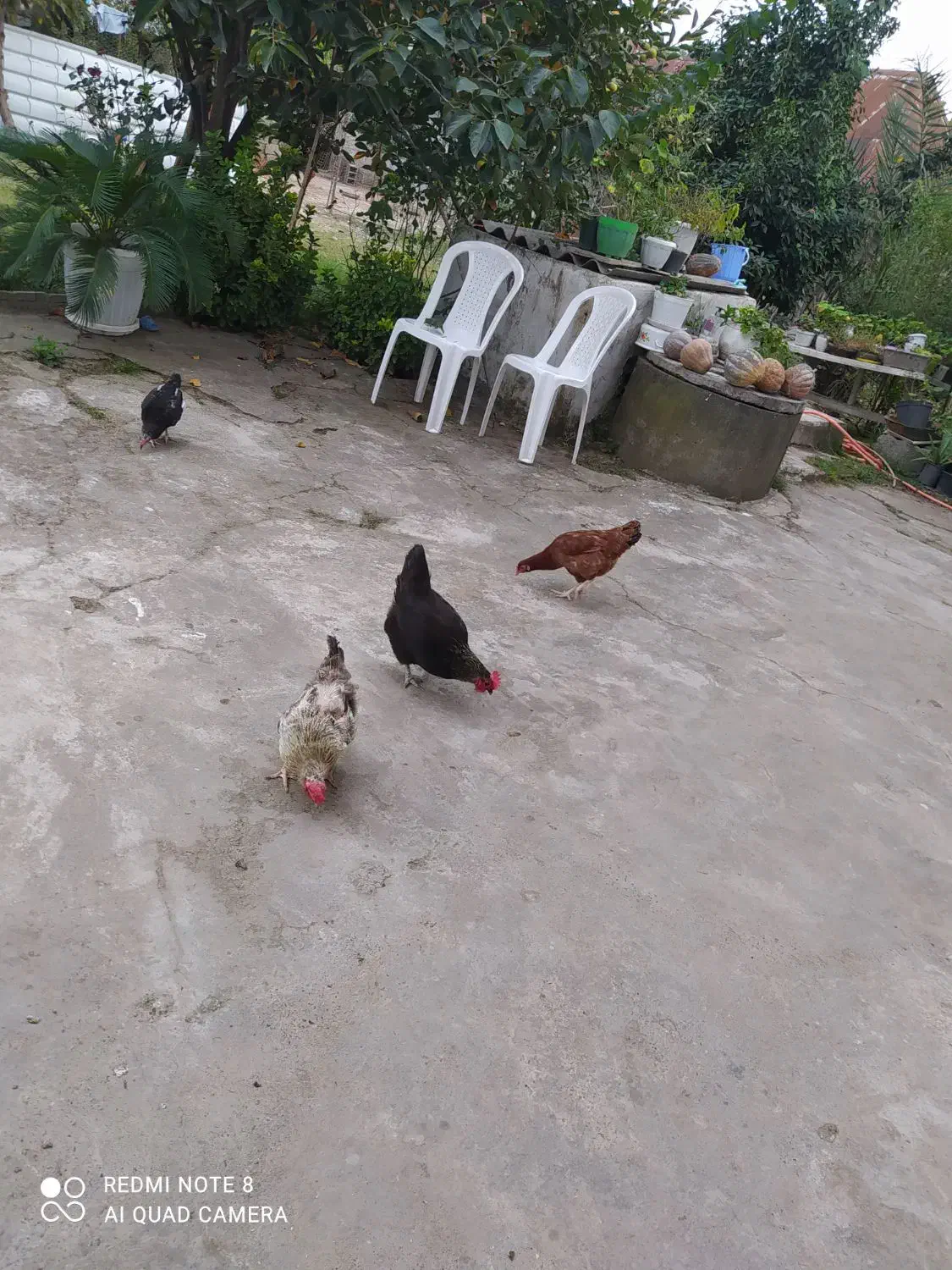 مرغ محلی|حیوانات مزرعه|سنگر, |دیوار