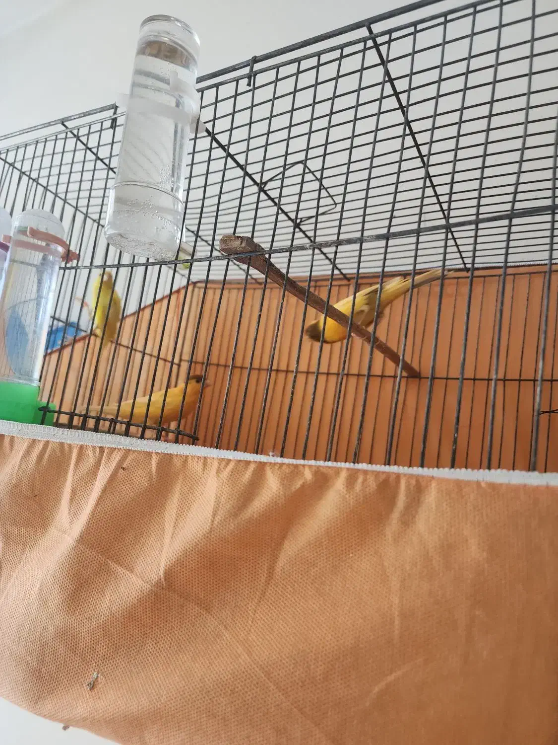 قناری نر و ماده بخون|پرنده|ساوه, |دیوار