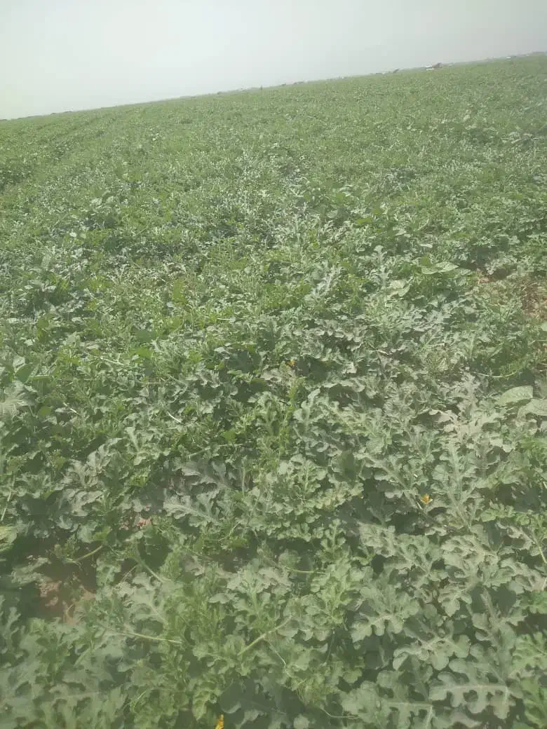 نیازمند کارگر کشاورزی اقا|استخدام صنعتی، فنی، مهندسی|داراب, |دیوار