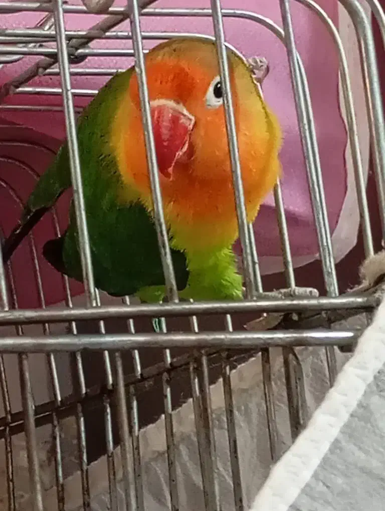 طوطی برزیلی|پرنده|رشت, نامجو|دیوار