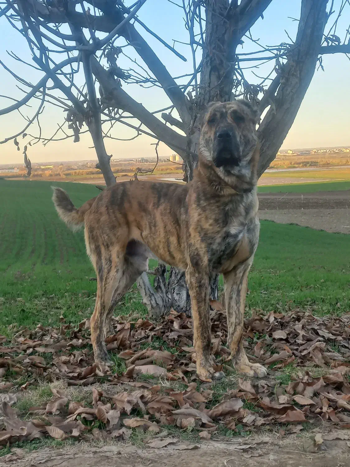 سگه|سگ|خان ببین, |دیوار