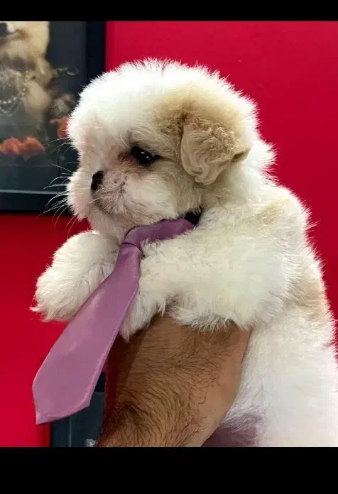 سگ شتیزو حرفه ایی|سگ|شیراز, دروازه قران|دیوار