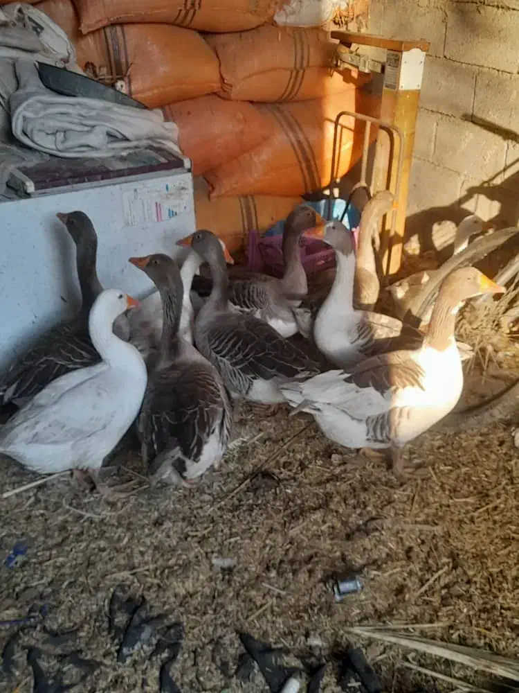 سلام ده عددهستن|حیوانات مزرعه|شادگان, |دیوار