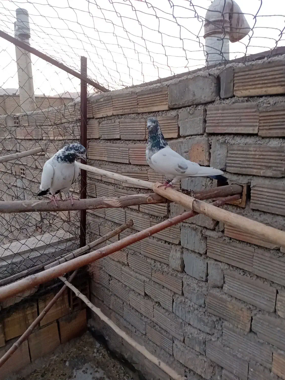 کله دم سبز|پرنده|پیر بکران, |دیوار