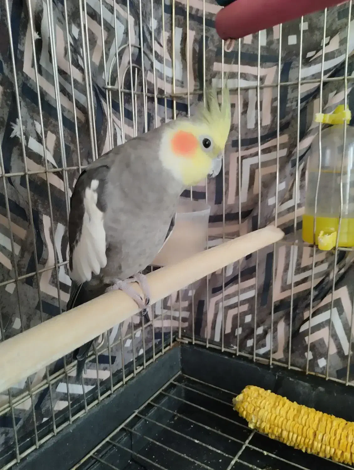 عروس هلندی-سخنگو|پرنده|تهران, ائمه اطهار|دیوار