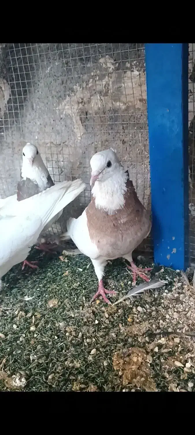 کبوتر .زاغ.طوقی.صرب|پرنده|اسیر, |دیوار