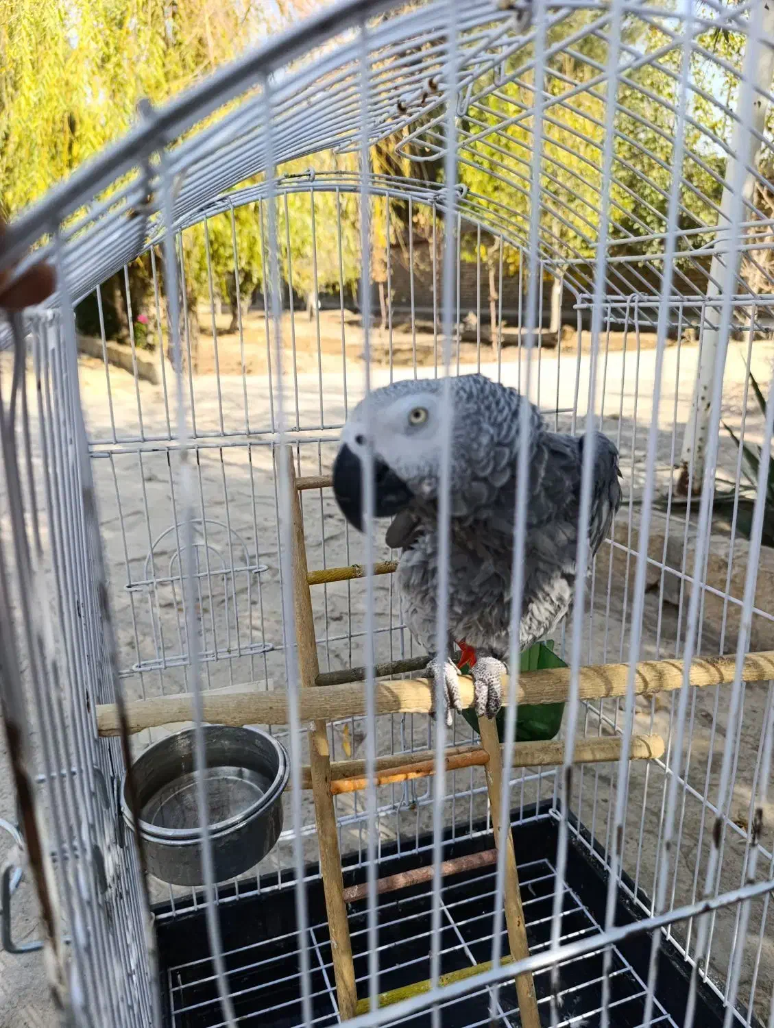 کاسکو /دم قرمز /نر / دو ساله / سخنگو|پرنده|مشهد, فلسطین|دیوار