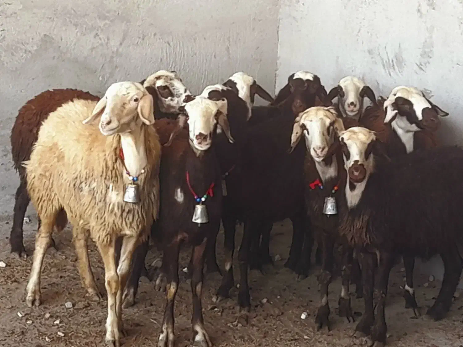 بره ماده عتیقه|حیوانات مزرعه|بروجرد, |دیوار