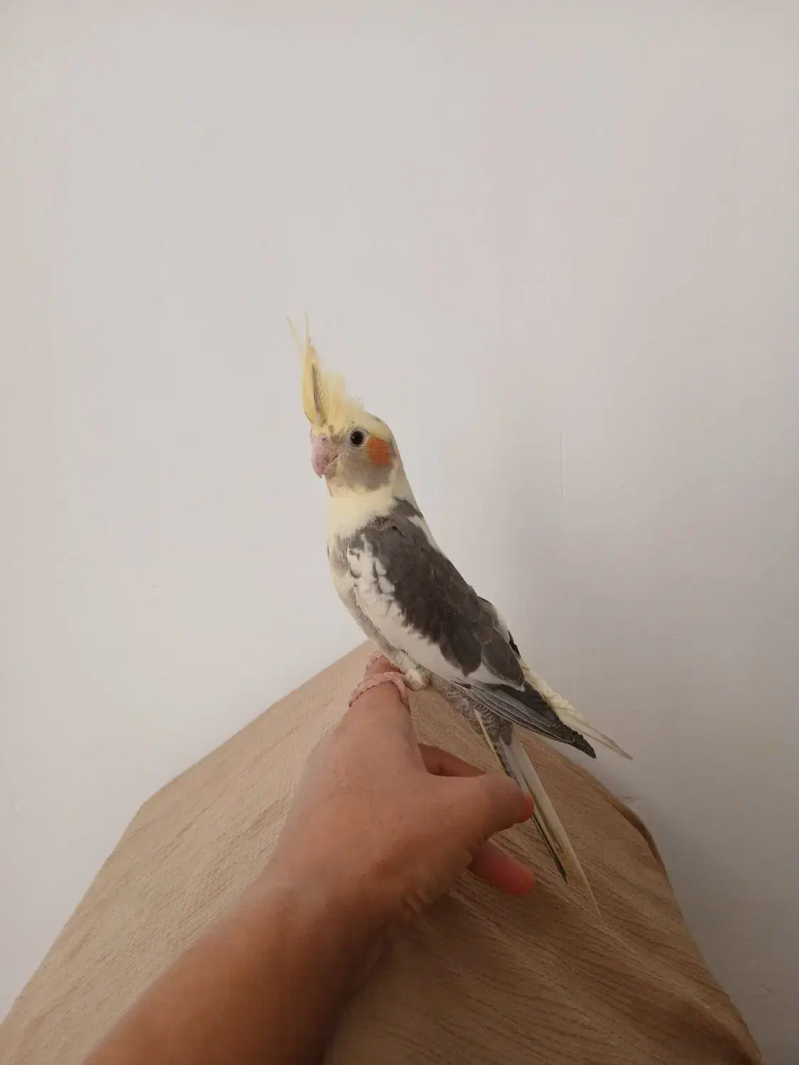 عروس هلندی|پرنده|پاکدشت, پاکدشت (مامازند)|دیوار