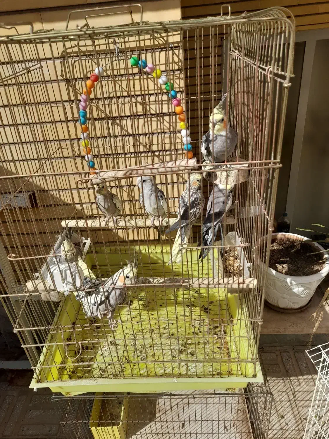 عروس هلندی|پرنده|سمنان, |دیوار