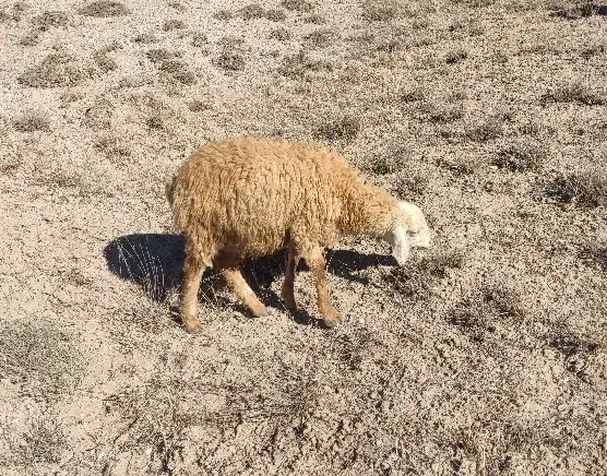 بره نر و ماده|حیوانات مزرعه|اردبیل, |دیوار