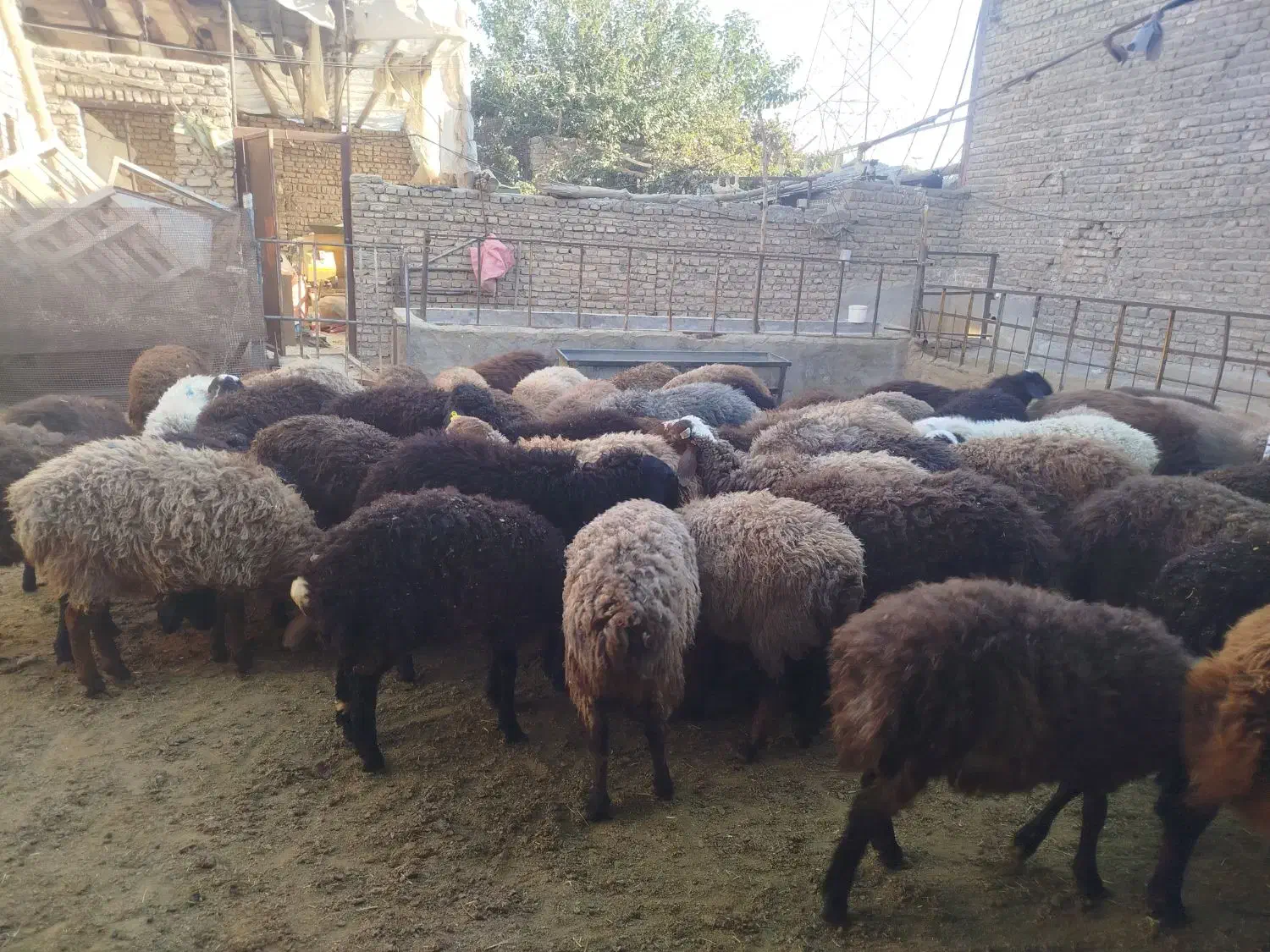 10عدد بره جفتی 58کیلو|حیوانات مزرعه|پاکدشت, پاکدشت (مامازند)|دیوار