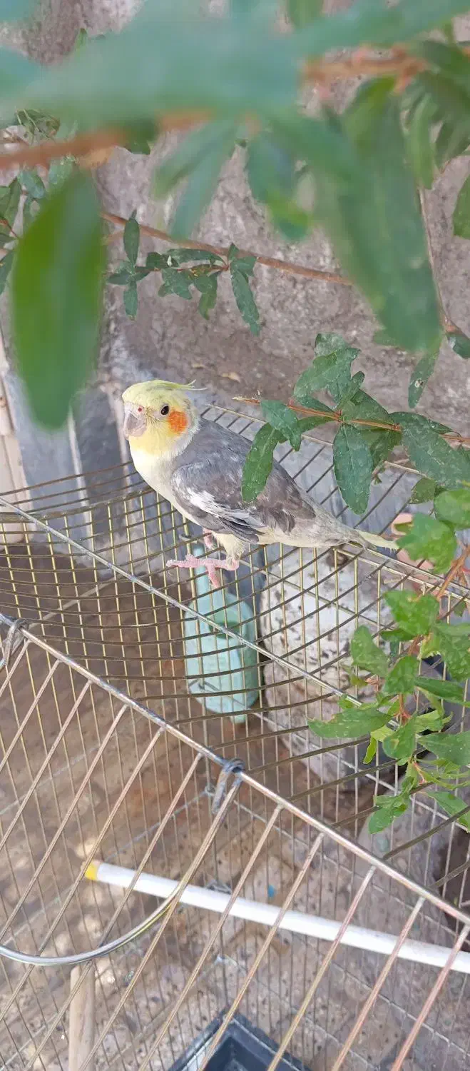 طوطی عروس هلندی سخنگو|پرنده|ساوه, |دیوار