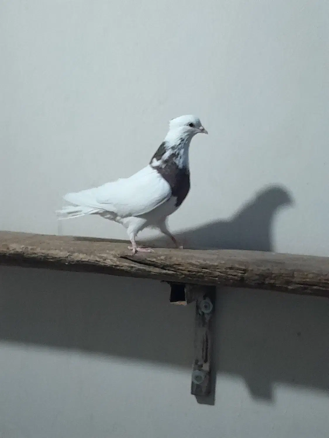 کبوتر طوقی|پرنده|خمینی‌شهر, |دیوار