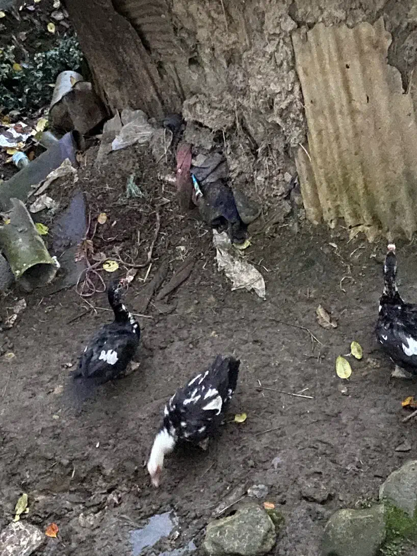 اردک اسرائیلی|حیوانات مزرعه|سیاهکل, |دیوار