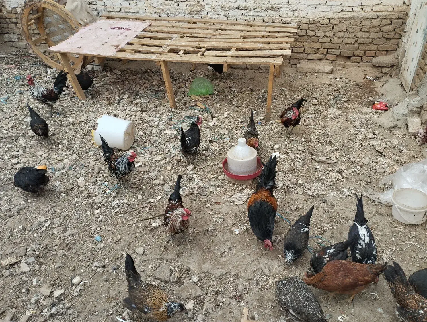 مرغ خروس گلین|حیوانات مزرعه|ملایر, |دیوار