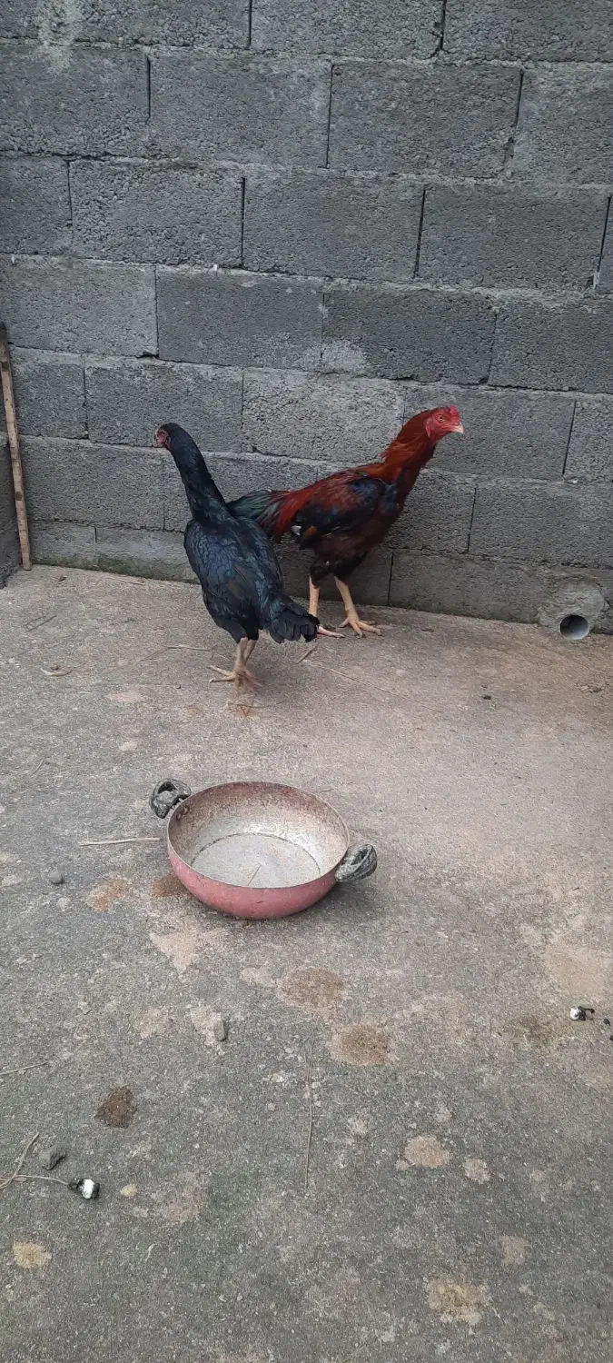 مرغ خروس|حیوانات مزرعه|سنگر, |دیوار