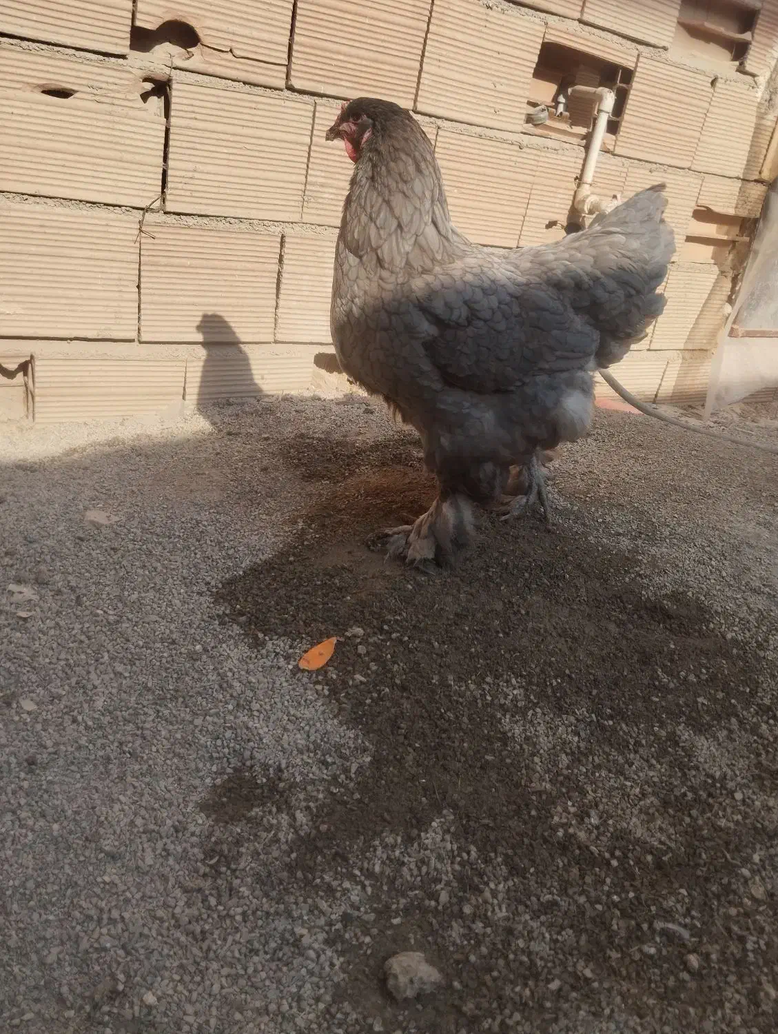 مرغ و خروس برهما|حیوانات مزرعه|قرچک, داوود آباد|دیوار